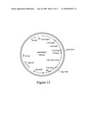 Microbial glyphosate resistant epsps diagram and image