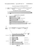 Cell-penetrating socs polypeptides that inhibit cytokine-induced signaling diagram and image