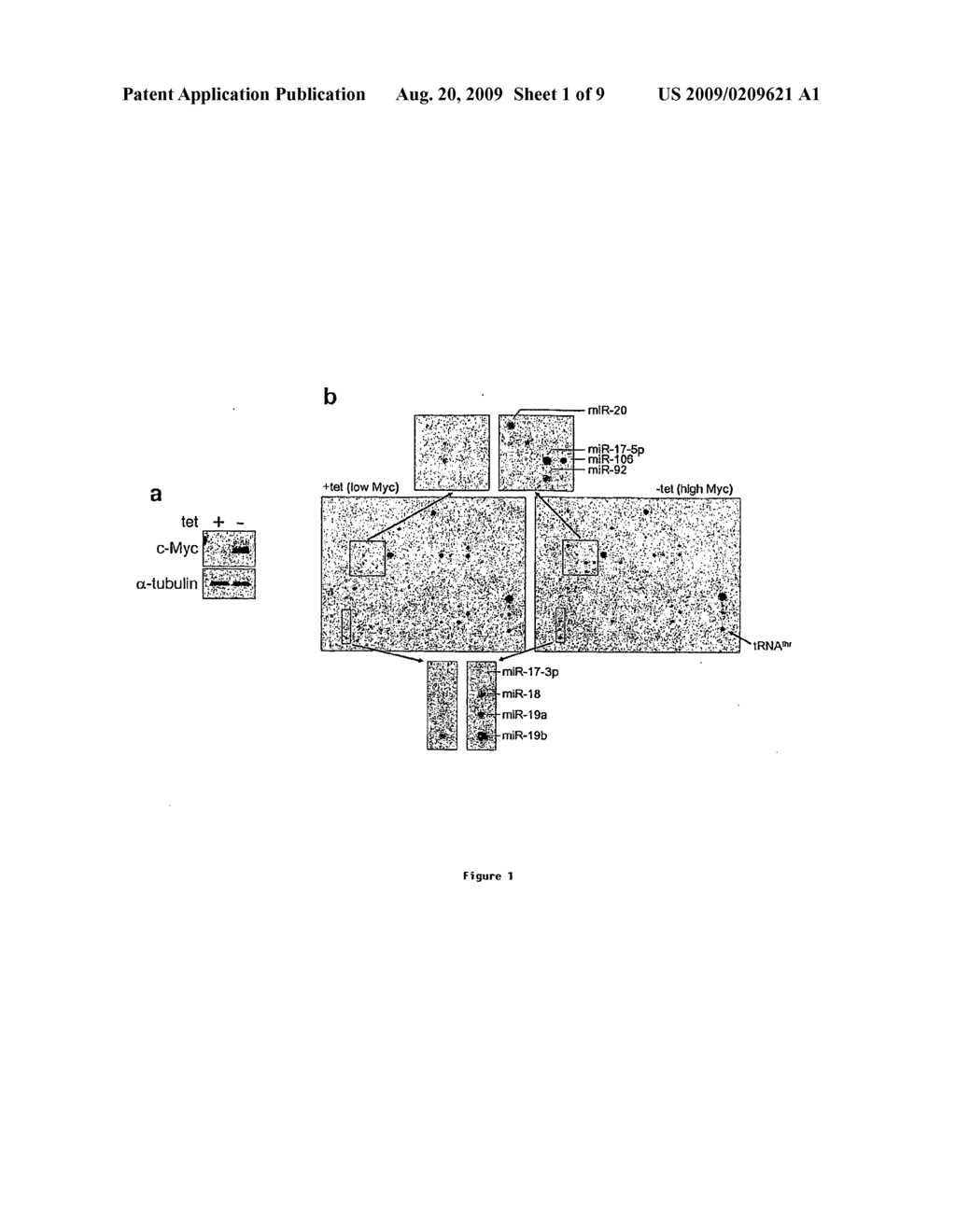 Compositions and methods for decreasing microrna expression for the treatment of neoplasia - diagram, schematic, and image 02