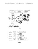 Recombinant chemokine-antigen vaccine diagram and image