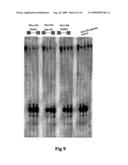 OLIGONUCLEOTIDES WITH ALTERNATING SEGMENTS OF LOCKED AND NON-LOCKED NUCLEOTIDES diagram and image