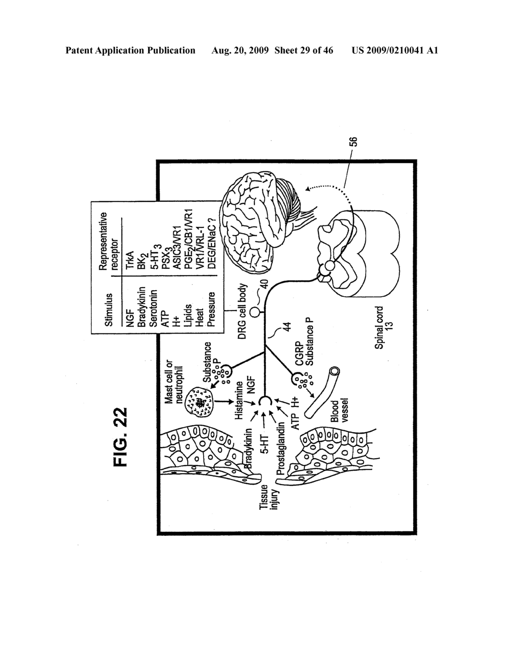 METHODS FOR STIMULATING A DORSAL ROOT GANGLION - diagram, schematic, and image 30