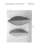 Blueberry plant named  Azulema  diagram and image