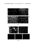 SMALL PARTICLE ELECTRODE MATERIAL COMPOSITIONS AND METHODS OF FORMING THE SAME diagram and image