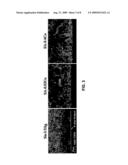 JOINT RELIABILITY OF SOLDER JOINT BETWEEN Sn-yAg SOLDER AND Ni-P UNDER BUMP METALLIC LAYER BY COBALT ADDITION diagram and image