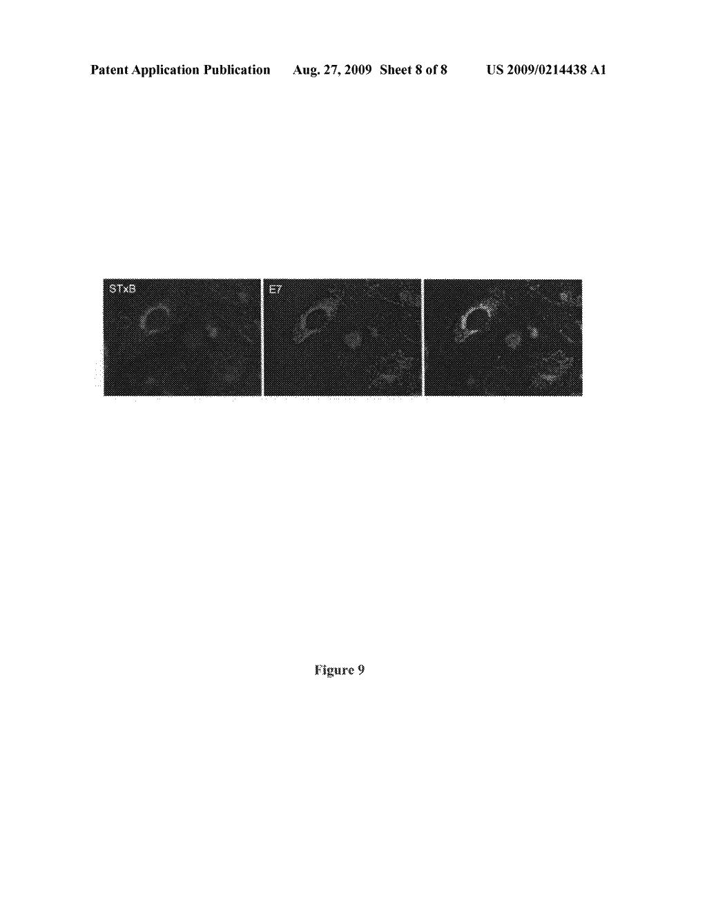 METHODS AND COMPOSITIONS FOR THE PREPARATION AND USE OF TOXIN CONJUGATES - diagram, schematic, and image 09