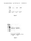 MAMMALIAN EXPRESSION SYSTEMS diagram and image