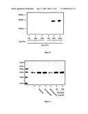 MAMMALIAN EXPRESSION SYSTEMS diagram and image