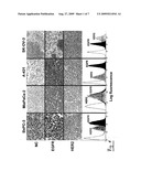 Combination Therapy Using Anti-EGFR and Anti-HER2 Antibodies diagram and image