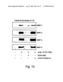 Antigenic Epitopes Of Inteleukin-21, Related Antibodies And Their Use In Medical Field diagram and image