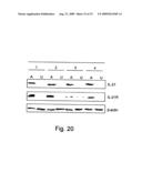 Antigenic Epitopes Of Inteleukin-21, Related Antibodies And Their Use In Medical Field diagram and image