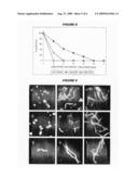 Protective anti-glucan antibodies with preference for beta-1,3- glucans diagram and image