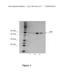 SURFACE-LAYER PROTEIN COATED MICROSPHERES AND USES THEREOF diagram and image