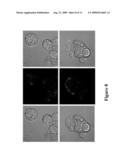 SURFACE-LAYER PROTEIN COATED MICROSPHERES AND USES THEREOF diagram and image