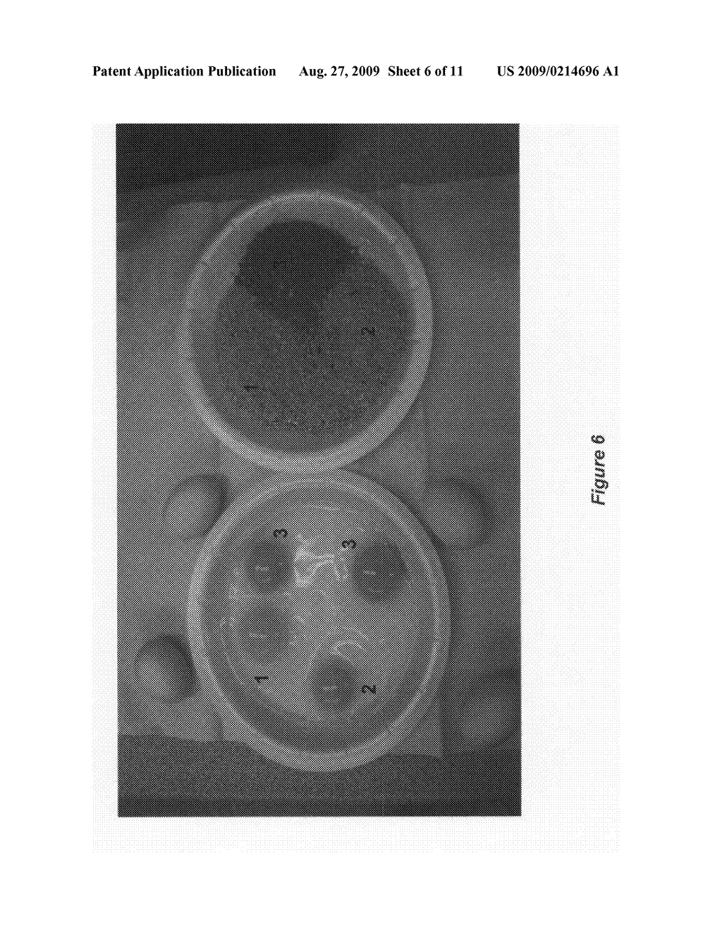 Lycopene Incorporation Into Egg Yolks - diagram, schematic, and image 07