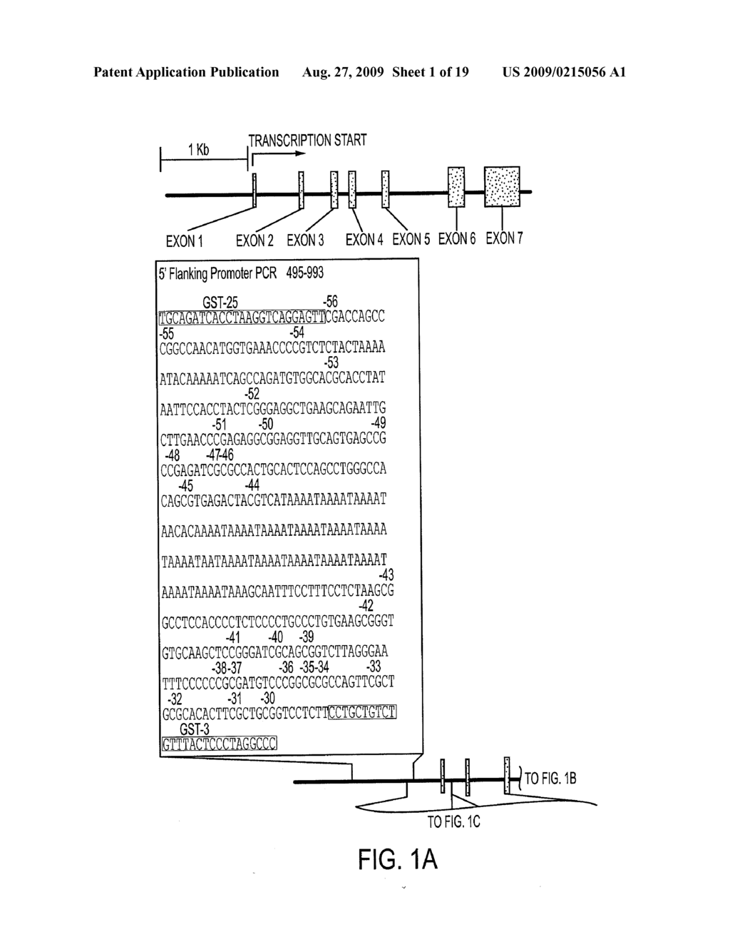 Assay for Methylation in the GST-PI Gene - diagram, schematic, and image 02