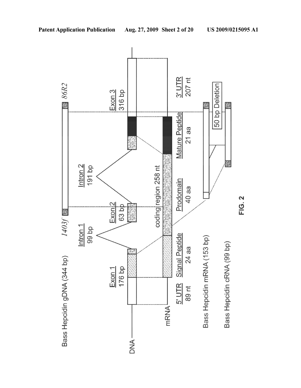 COMPOSITIONS AND METHODS FOR MEASURING LEVELS OF BIOACTIVE HUMAN HEPCIDIN - diagram, schematic, and image 03