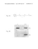 Site specific incorporation of keto amino acids into proteins diagram and image