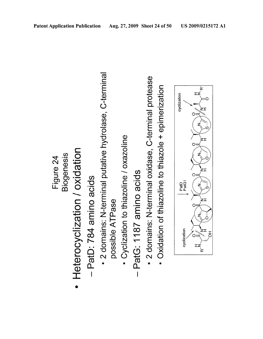 Methods and Compositions Related to Cyclic Peptide Synthesis - diagram, schematic, and image 25