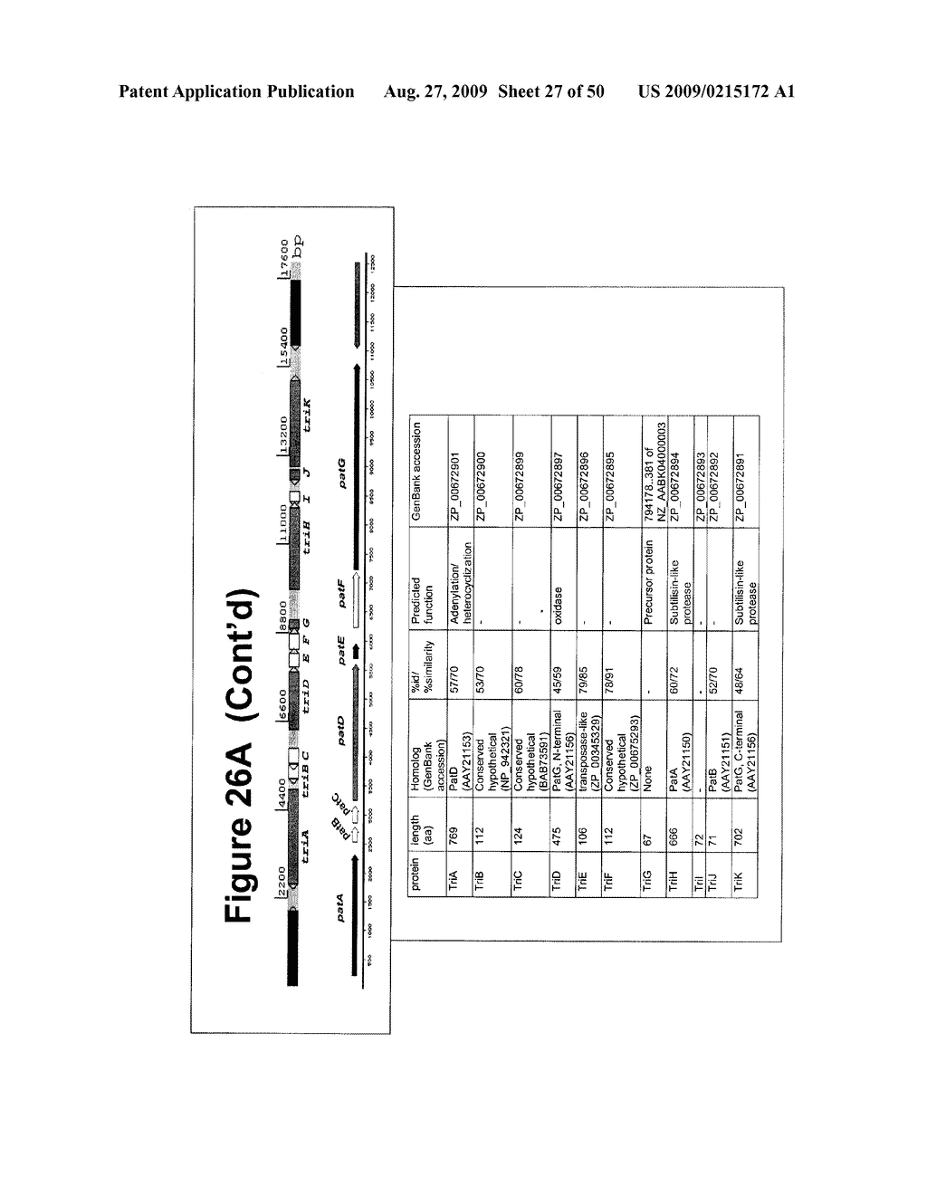 Methods and Compositions Related to Cyclic Peptide Synthesis - diagram, schematic, and image 28