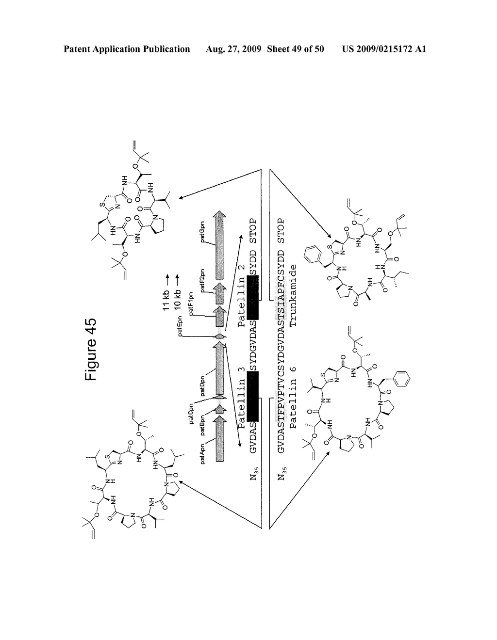 Methods and Compositions Related to Cyclic Peptide Synthesis - diagram, schematic, and image 50
