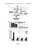 Methods and Compositions for Assessing Alterations in Gene Expression Patterns in Clinically Normal Tissues Obtained from Heterozygous Carriers of Mutant Genes Associated with Cancer and Methods of Use Thereof diagram and image