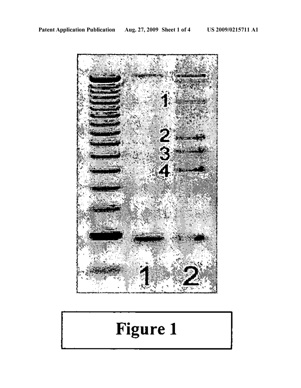 Novel compositions and methods in cancer - diagram, schematic, and image 02