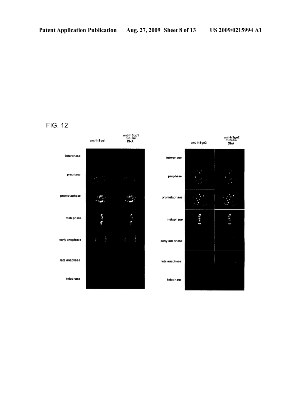 Novel Centromeric Protein Shugoshin - diagram, schematic, and image 09