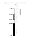 Diabetes Model Animal diagram and image