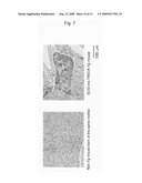 Diabetes Model Animal diagram and image