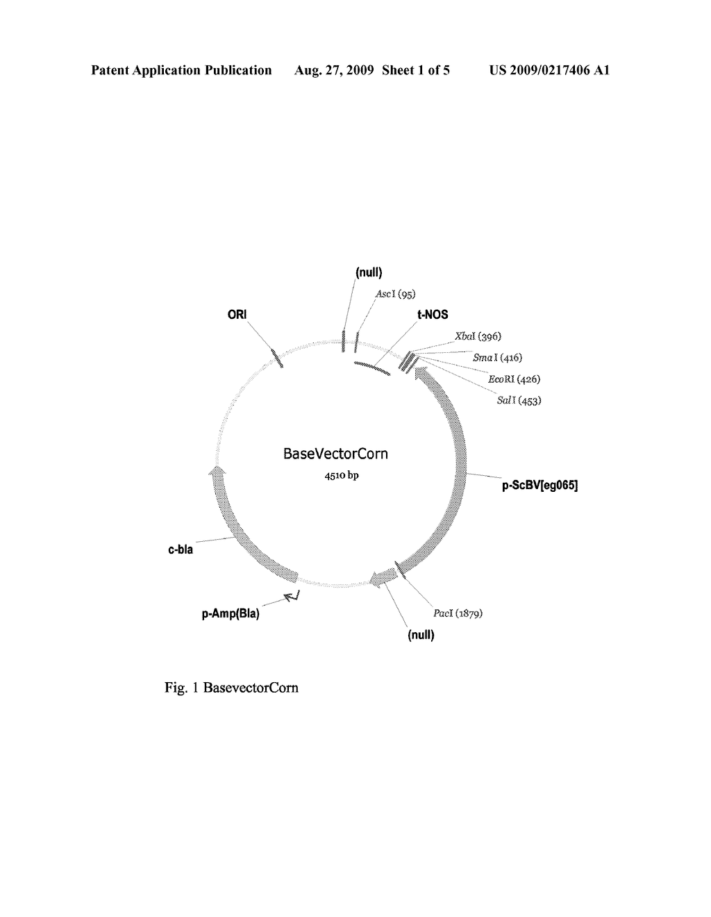 Plant cells and plants with increased tolerance to environmental stress - diagram, schematic, and image 02