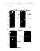 MULTIMODAL IMAGING USING A THREE COMPARTMENT POLYMER NANOPARTICLE WITH CELL SPECIFICITY diagram and image