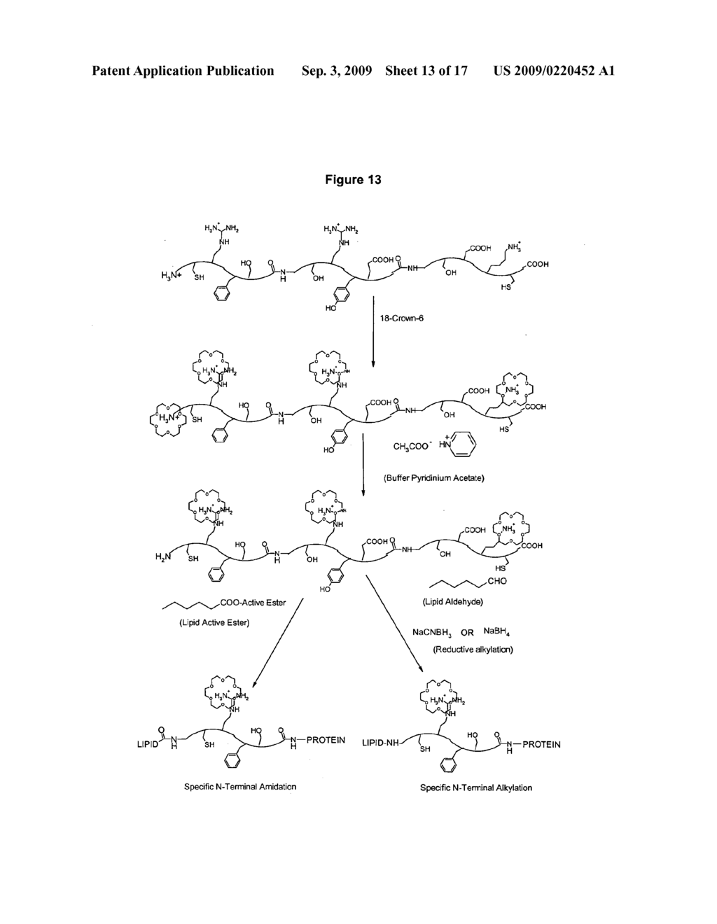 Method Of Producing A Modified (POLY) Peptide - diagram, schematic, and image 14