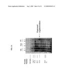 NOVEL A-GALACTOSIDASES diagram and image