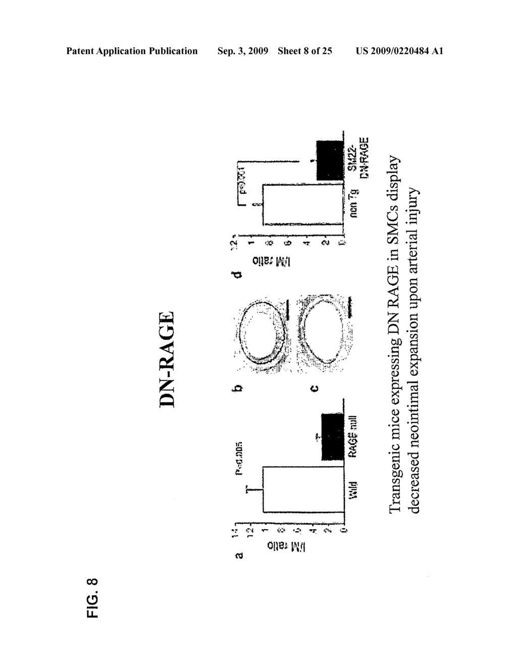 Rage/Diaphanous Interaction and Related Compositions and Methods - diagram, schematic, and image 09