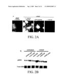 Methods and Compositions for Inhibition of Vascular Permeability diagram and image