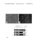 METHOD FOR PRODUCING AUTONOMOUSLY CONTRACTING CARDIAC MUSCLE CELLS FROM ADULT STEM CELLS, IN PARTICULAR HUMAN ADULT STEM CELLS diagram and image