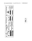 VIRAL NUCLEOPROTEIN DETECTION USING AN ION CHANNEL SWITCH BIOSENSOR diagram and image