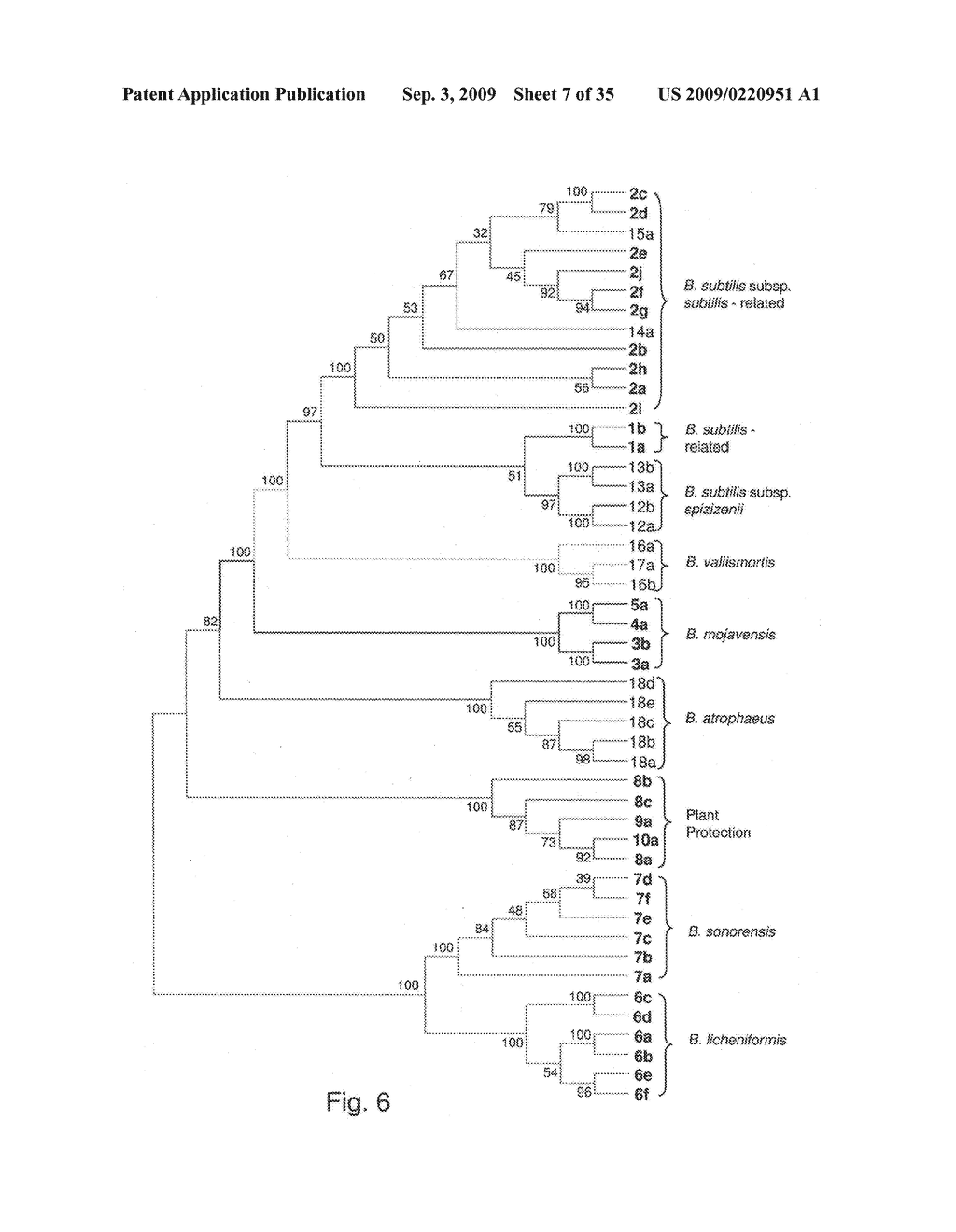 Methods and compositions for classifying bacillus bacteria - diagram, schematic, and image 08