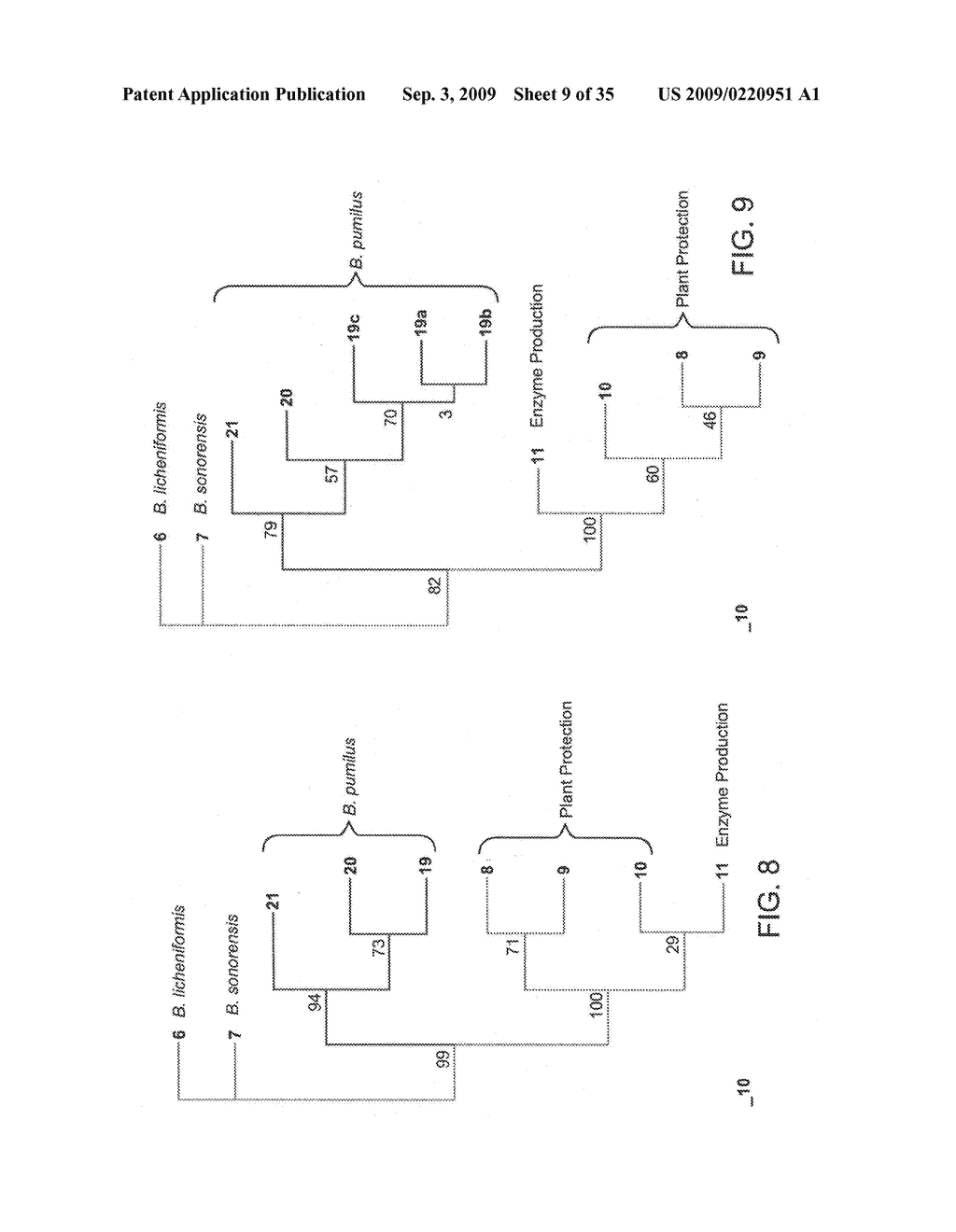 Methods and compositions for classifying bacillus bacteria - diagram, schematic, and image 10