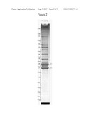 METHODS FOR THE IDENTIFICATION OF LRRK2 INTERACTING MOLECULES AND FOR THE PURIFICATION OF LRRK2 diagram and image