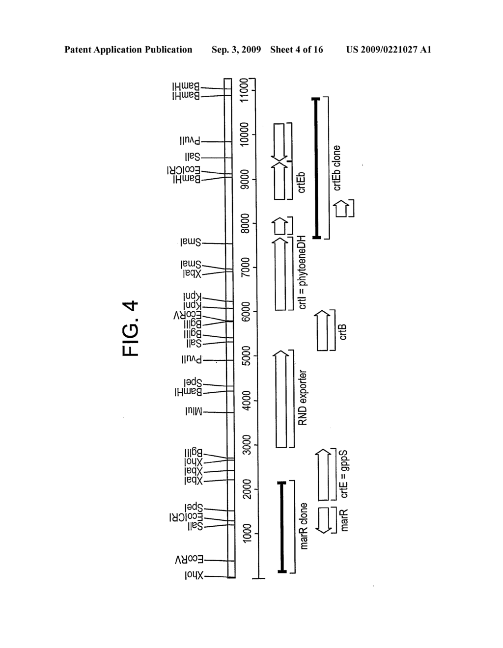 Use of a bacillus meti gene to improve methionine production in microorganisms - diagram, schematic, and image 05