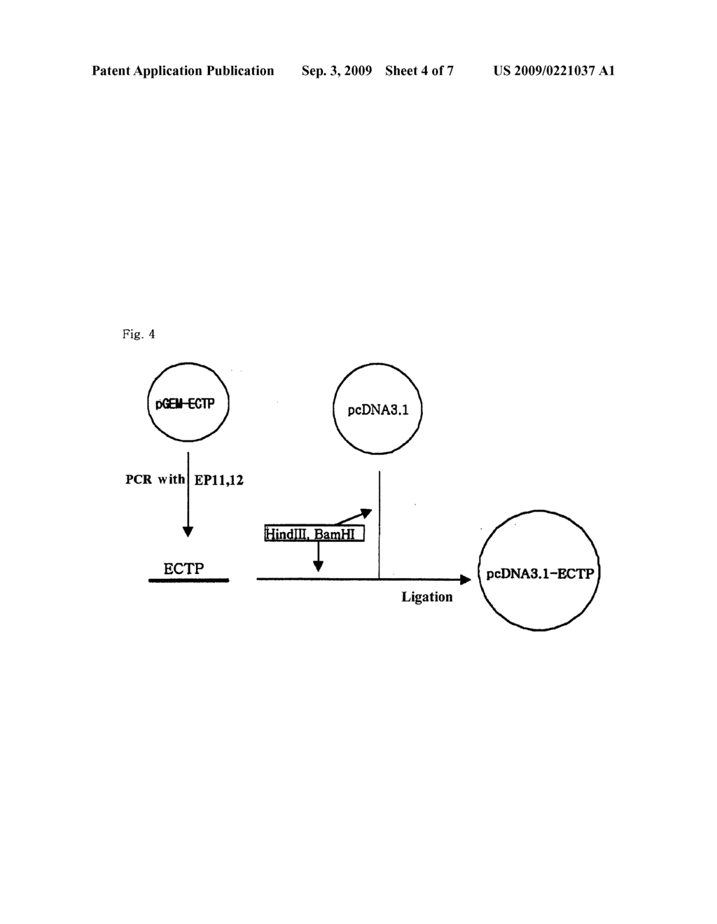 Fusion protein having the enhanced in vivo activity of erythropoietin - diagram, schematic, and image 05