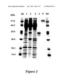 FUSION PROTEINS BETWEEN PLANT CELL-WALL DEGRADING ENZYMES AND A SWOLLENIN, AND THEIR USES diagram and image