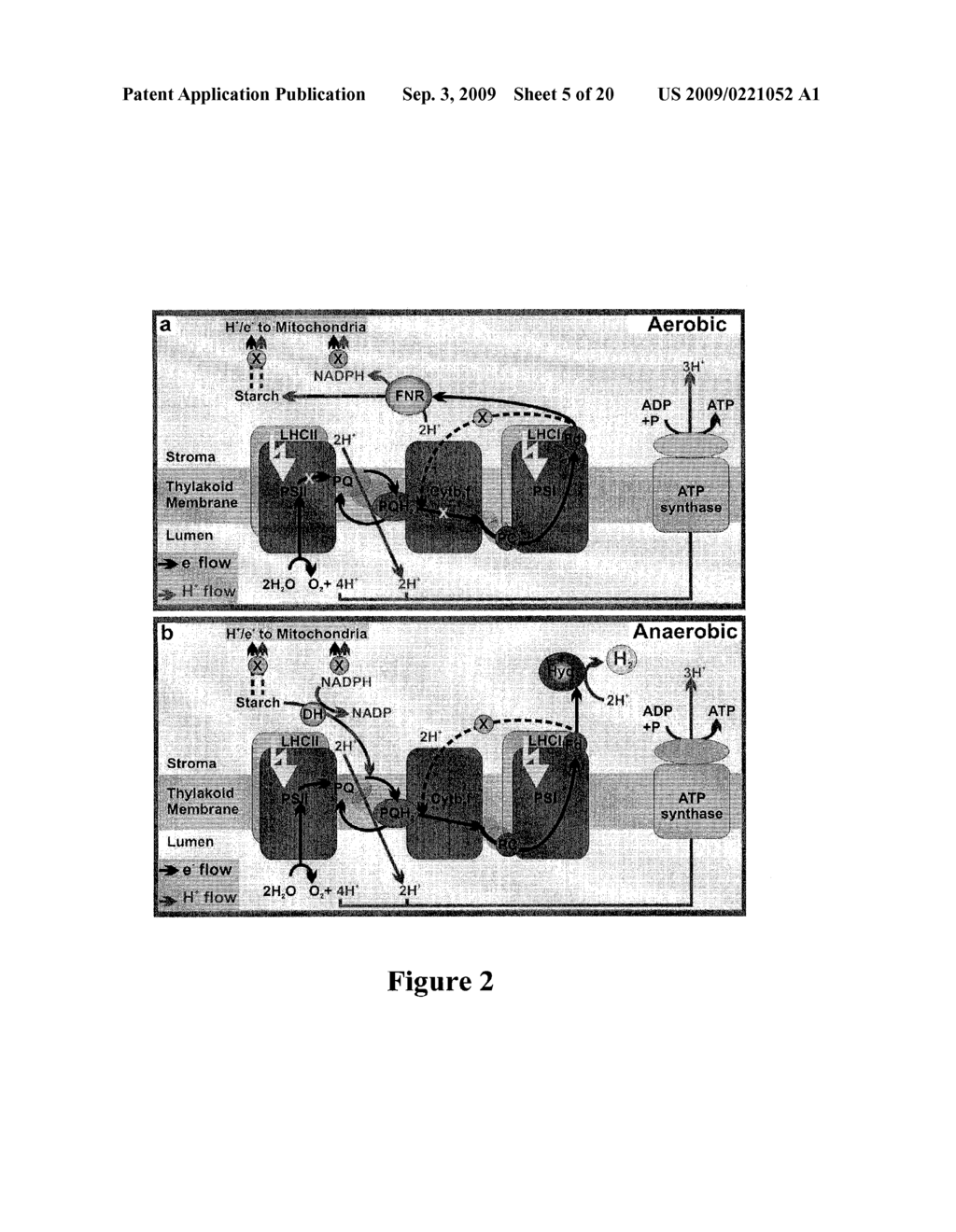 Photosynthetic hydrogen production - diagram, schematic, and image 06