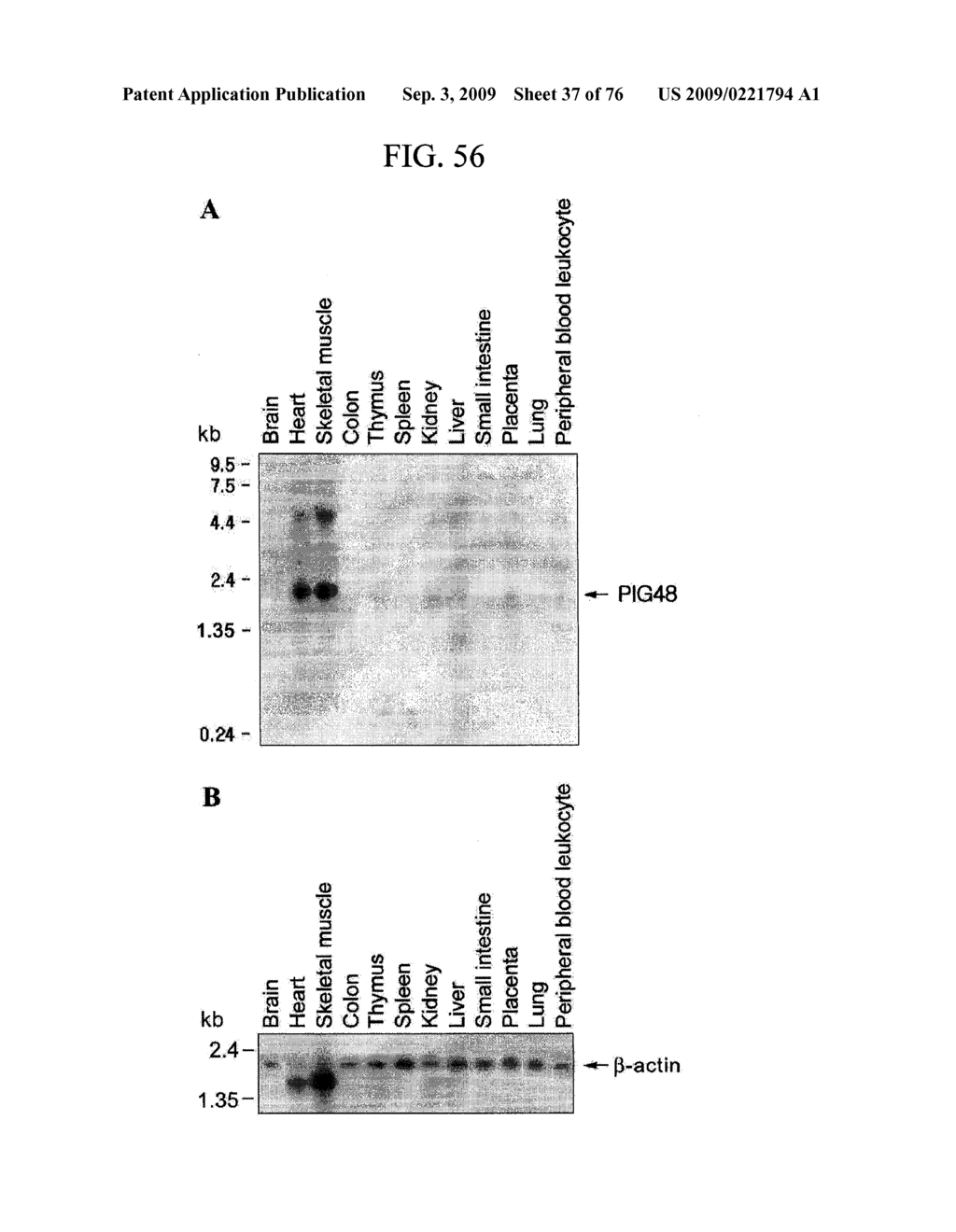 Human Protooncogene and Protein Encoded By Same - diagram, schematic, and image 38