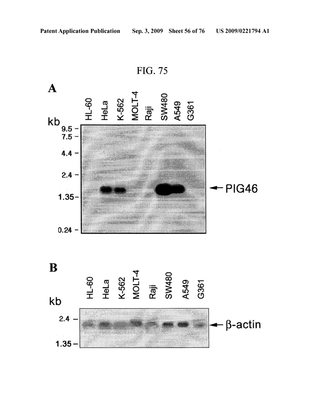 Human Protooncogene and Protein Encoded By Same - diagram, schematic, and image 57