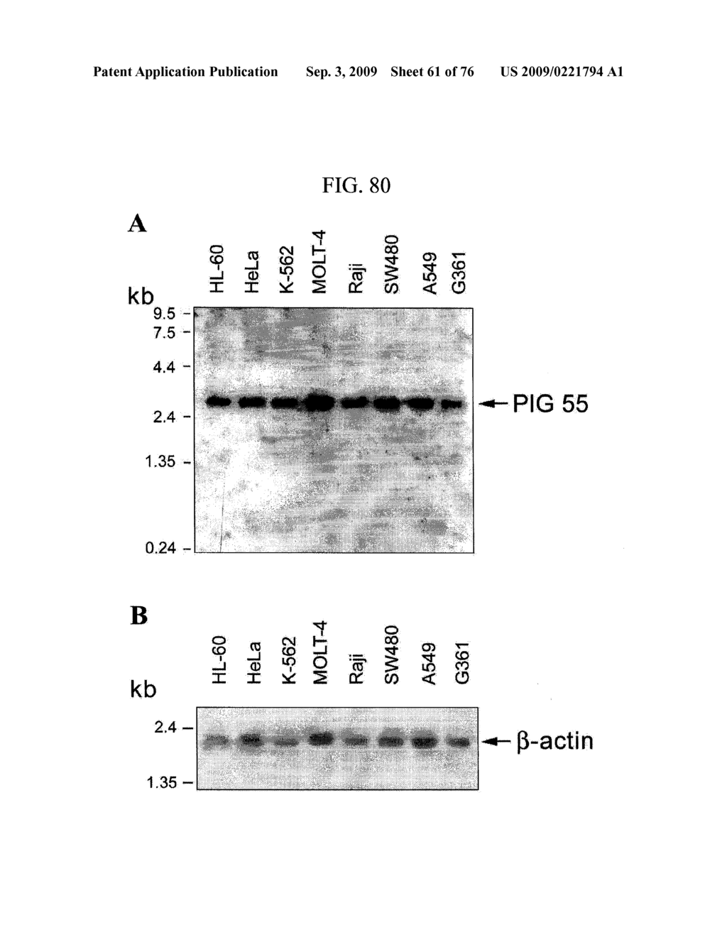 Human Protooncogene and Protein Encoded By Same - diagram, schematic, and image 62