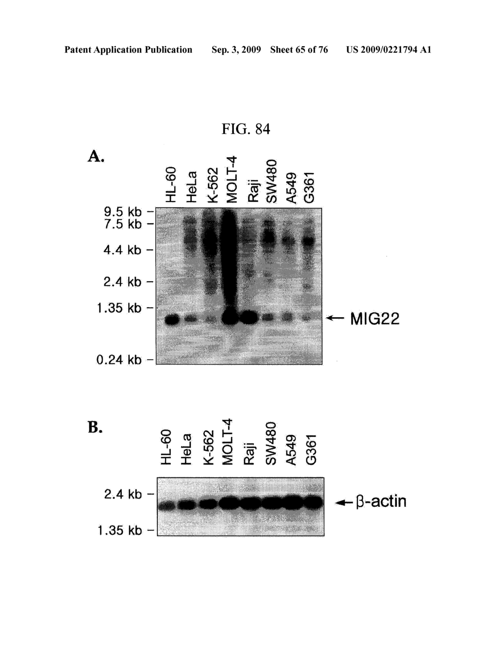 Human Protooncogene and Protein Encoded By Same - diagram, schematic, and image 66