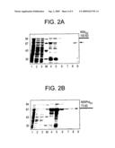 ACTIVE TRUNCATED FORM OF THE RNA POLYMERASE OF FLAVIVIRUS diagram and image